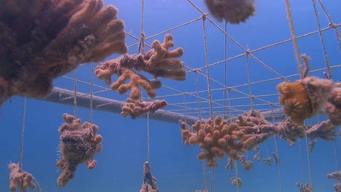 Exposición «Un mundo turbiamente vivo» en el IVAM