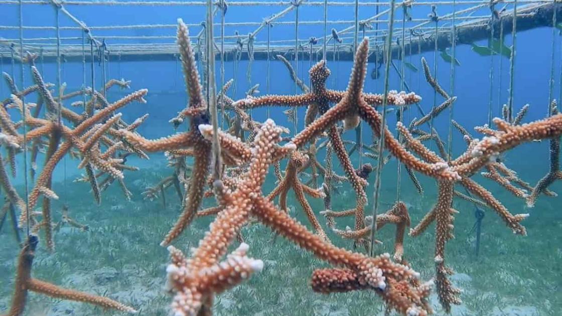 Exposición «Un mundo turbiamente vivo» en el IVAM