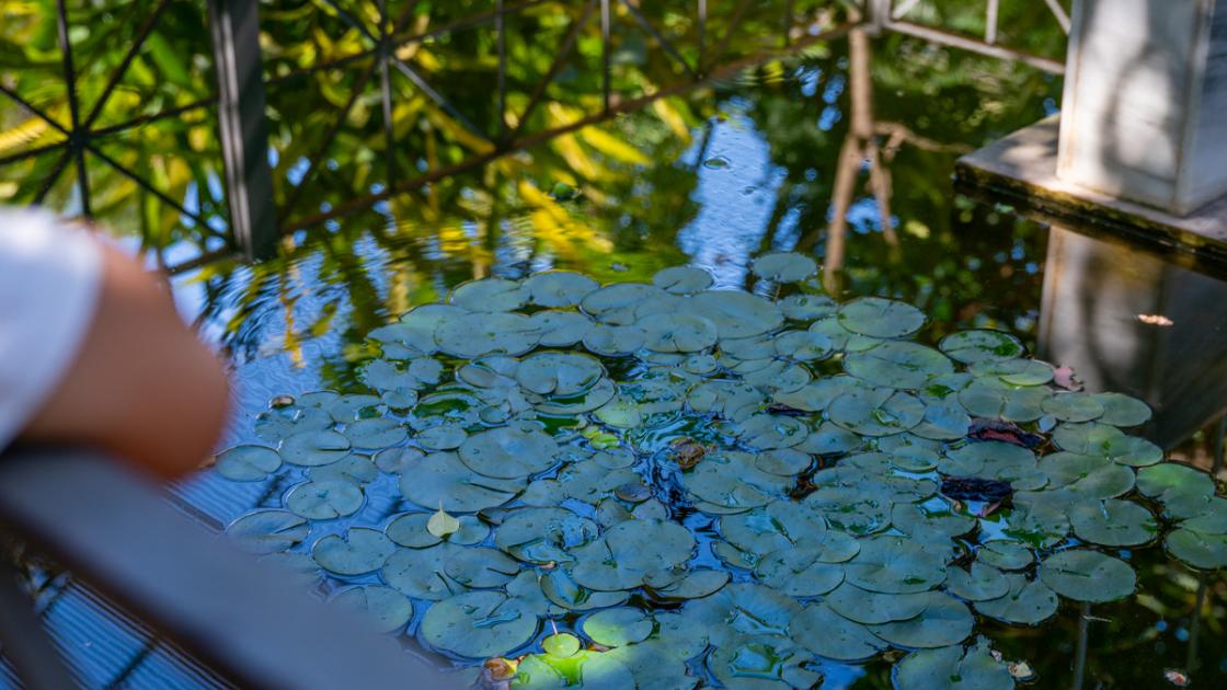 Jardin botanico