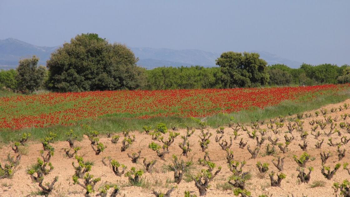 Viñas en la zona de Utiel-Requena