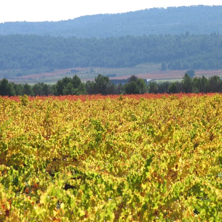 viñedos