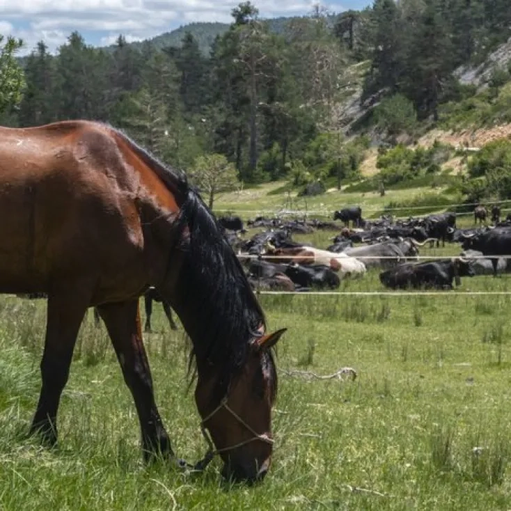 fauna Valle cabriel