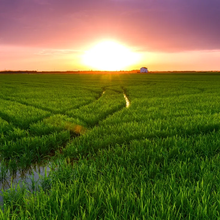 Albufera de Valencia