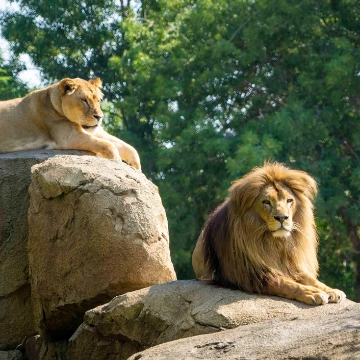 Bioparc Valencia