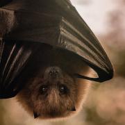 «Bat Night»: la noche de los murciélagos en BIOPARC València