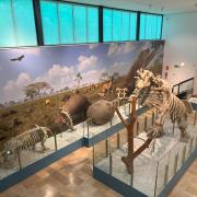 Museo El Panteologic