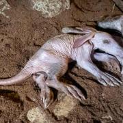 Ven a Bioparc a València esta Semana Santa