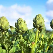 Fiesta de la alcachofa en València.