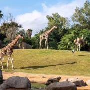 Promoción 17 Aniversario BIOPARC Valencia 