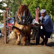 Concurso «Tir i Arrossegament» en València
