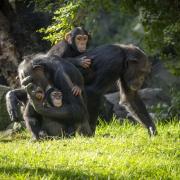 Ven a conocer al nuevo chimpancé de BIOPARC València