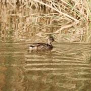 Celebra el Día de los Humedales en L’Albufera de València