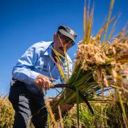 Fiesta de la Siega 2025 en València