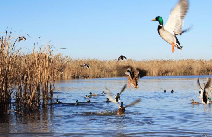 lago albufera patos